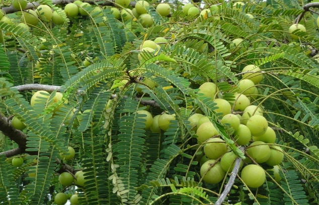 余甘子對種植土壤的基質有什么要求 ？