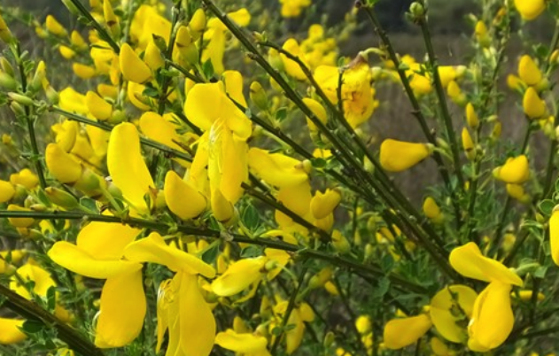 砂質土壤來種植金雀花有什么好處 ？