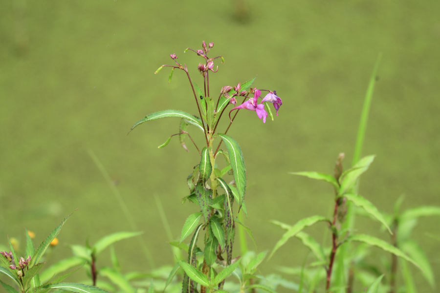 指甲花生育適溫是什么范圍？