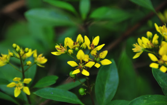 金英可以在室內(nèi)種植嗎 ？