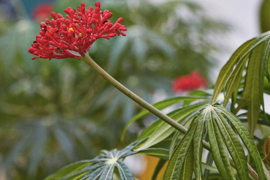 珊瑚花是什么植物，葉片有什么特點？