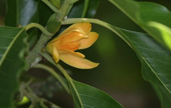 南洋含笑花原產(chǎn)地在哪里，有什么生態(tài)價(jià)值 ？