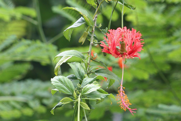 吊燈花需要鋪施什么基肥 ？