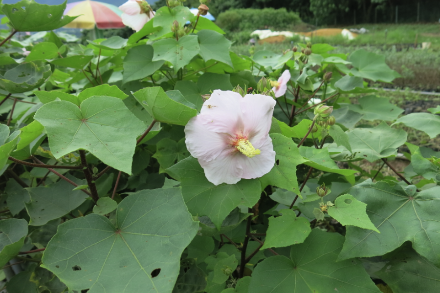 山芙蓉的生態(tài)習(xí)性介紹?