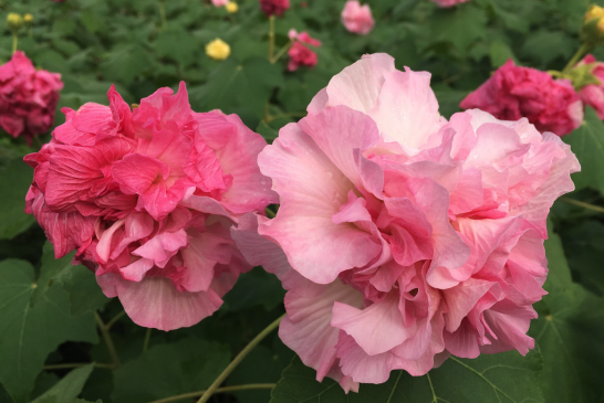 三醉芙蓉的繁殖方式 ？