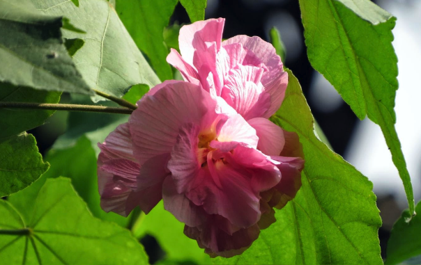 三醉芙蓉用沙質土壤栽培有什么好處 ？