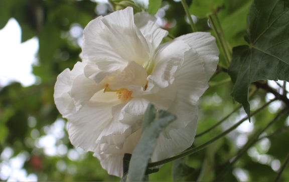 三醉芙蓉對土壤和溫度有什么要求 ?