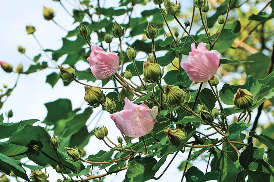 山芙蓉怎么防治蚜蟲?