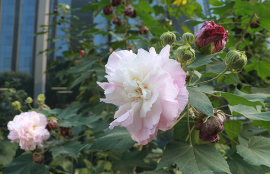 三醉芙蓉為什么會變色 ?