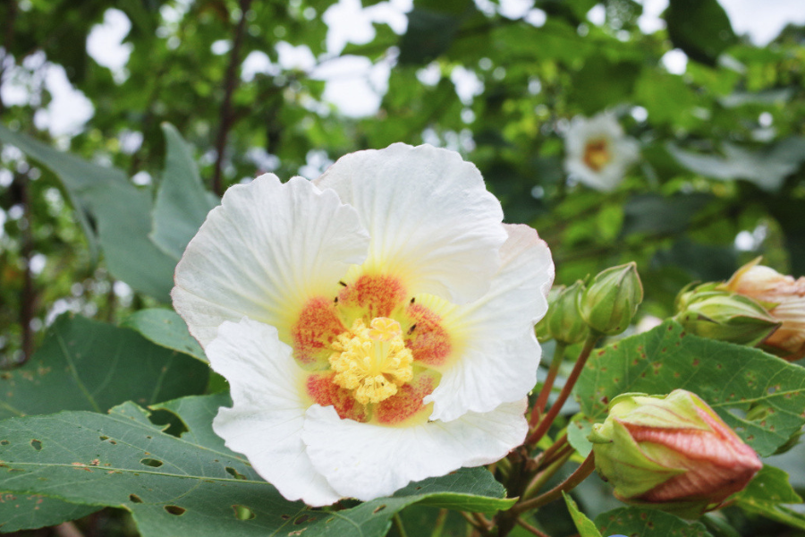 山芙蓉出現白粉病怎么治療?