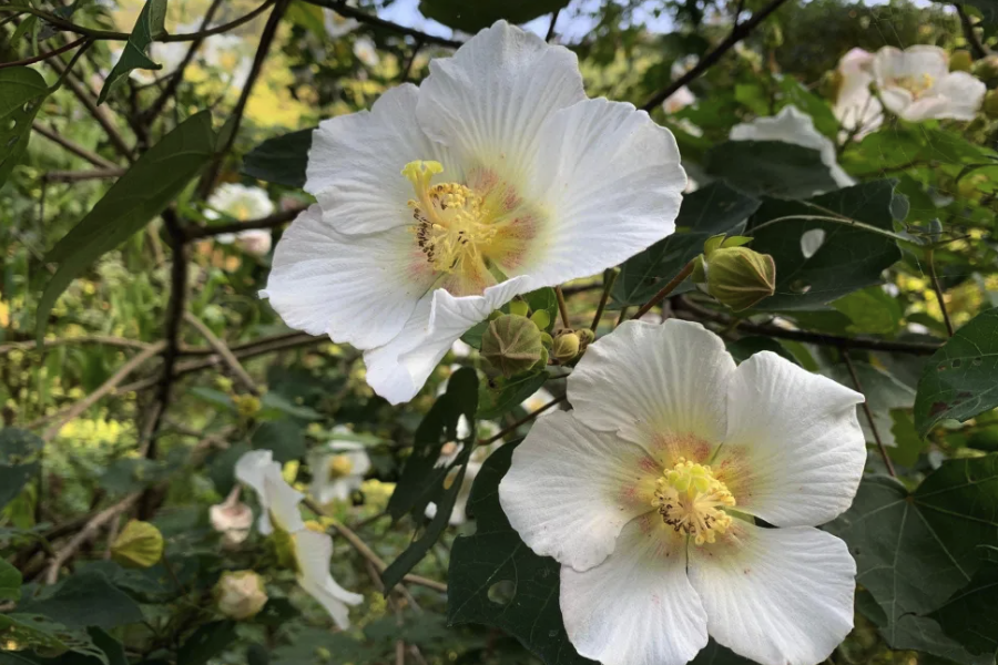 山芙蓉發生黑斑病的原因?