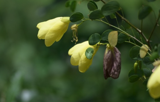 黃花羊蹄甲的種子催芽和培養方法 ？