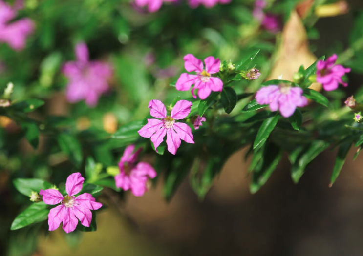 小瓣萼距花的生態(tài)習(xí)性介紹？