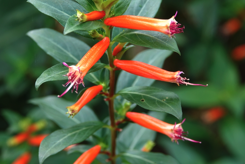 小瓣萼距花花朵形態(tài)特點(diǎn)怎么樣？