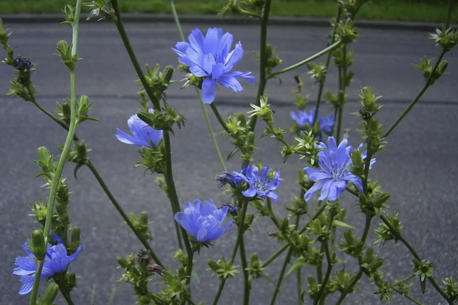 菊苣可以和其他蔬菜輪作嗎？