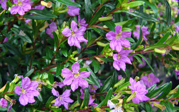 細葉萼距花高海拔地區可以種植嗎？