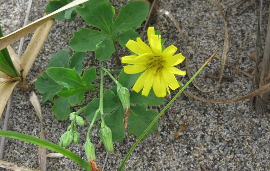 苦荬菜感染霜霉病的癥狀？