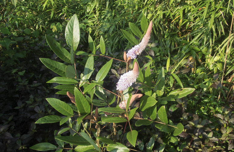 貓尾草怎么進行繁殖？