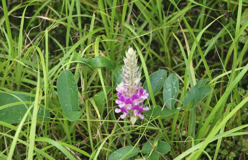 貓尾草是什么植物，有什么生態習性？