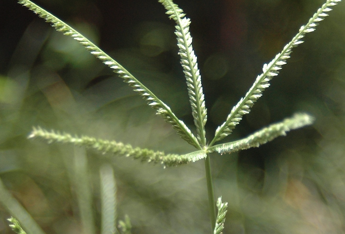 牛筋草的再生能力怎么樣？