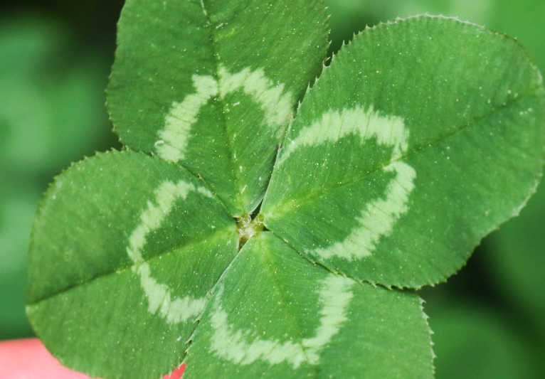 三葉草葉片變黑霉爛的原因？