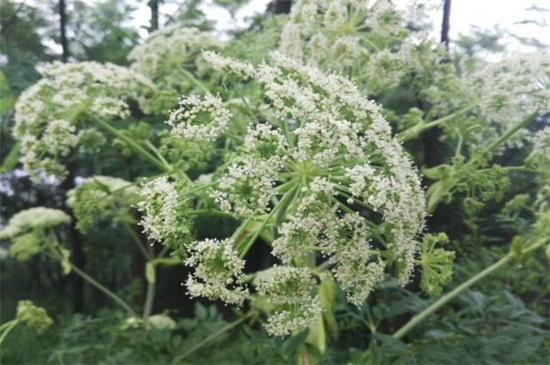 白芷種植技術，三個步驟手把手教你種植