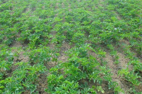 白芷種植技術，三個步驟手把手教你種植