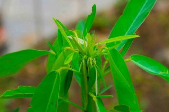 跳舞草的花語和傳說