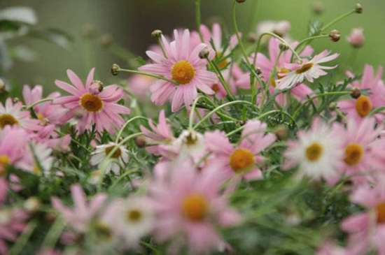 瑪格麗特不開花，施加磷鉀肥并去除頂芽