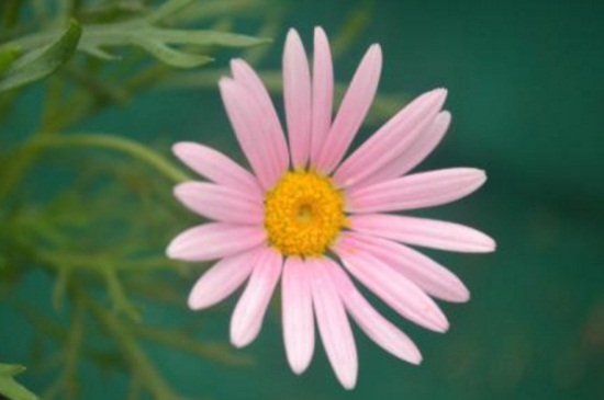 瑪格麗特不開花，施加磷鉀肥并去除頂芽