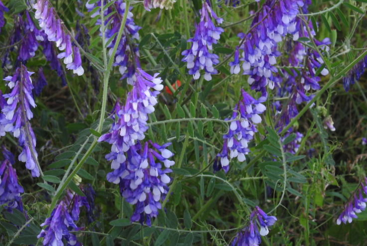 毛苕子和其他牧草混播的好處？