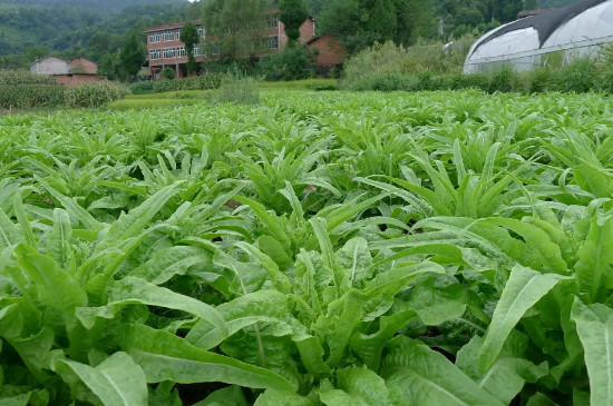 萵筍移栽后幾天可以成活