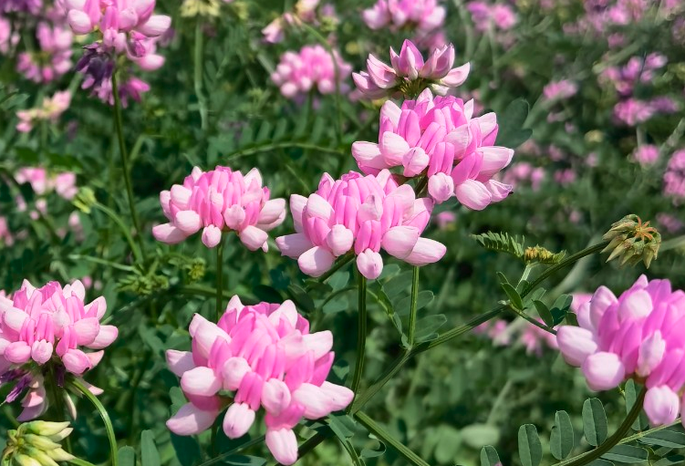 小冠花怎么進行種子繁殖?