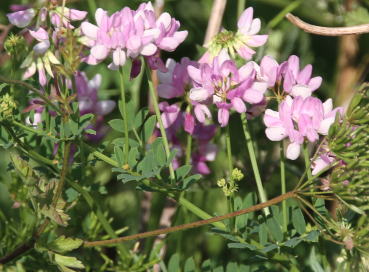 小冠花是什么植物，有什么形態(tài)特點(diǎn)?