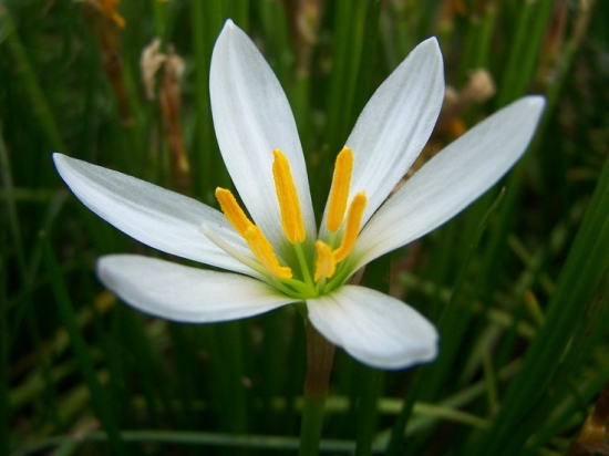 蔥蓮的花期，蔥蓮什么時(shí)候開花