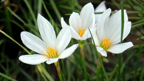 蔥蓮的花期，蔥蓮什么時(shí)候開花