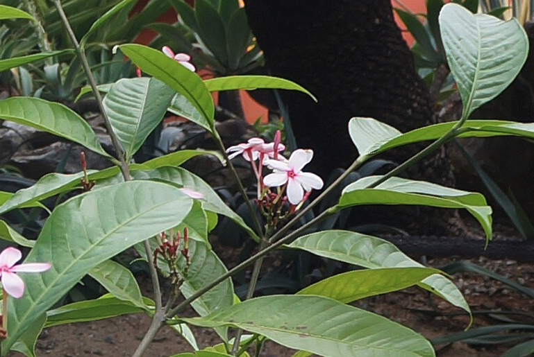 紅花蕊木的耐寒性和耐旱性怎么樣？