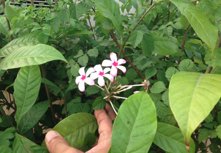 紅花蕊木的花語和寓意？