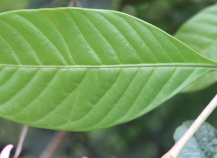 紅花蕊木的種子收集方法？