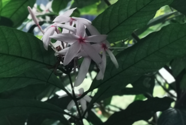 紅花蕊木的繁殖能力怎么樣？