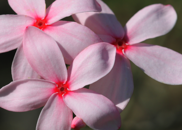 紅花蕊木盆栽前需要準(zhǔn)備什么？