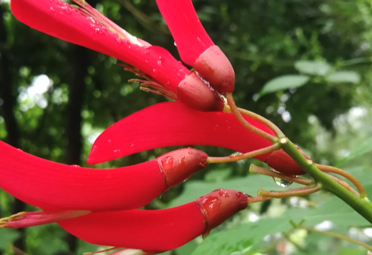 龍牙花感染霉菌病的原因？