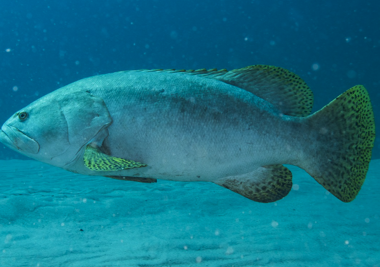 鞍帶石斑魚(yú)幼魚(yú)的存活率怎么樣？