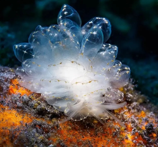 非常好看的海洋生物——華美美葉海蛞蝓