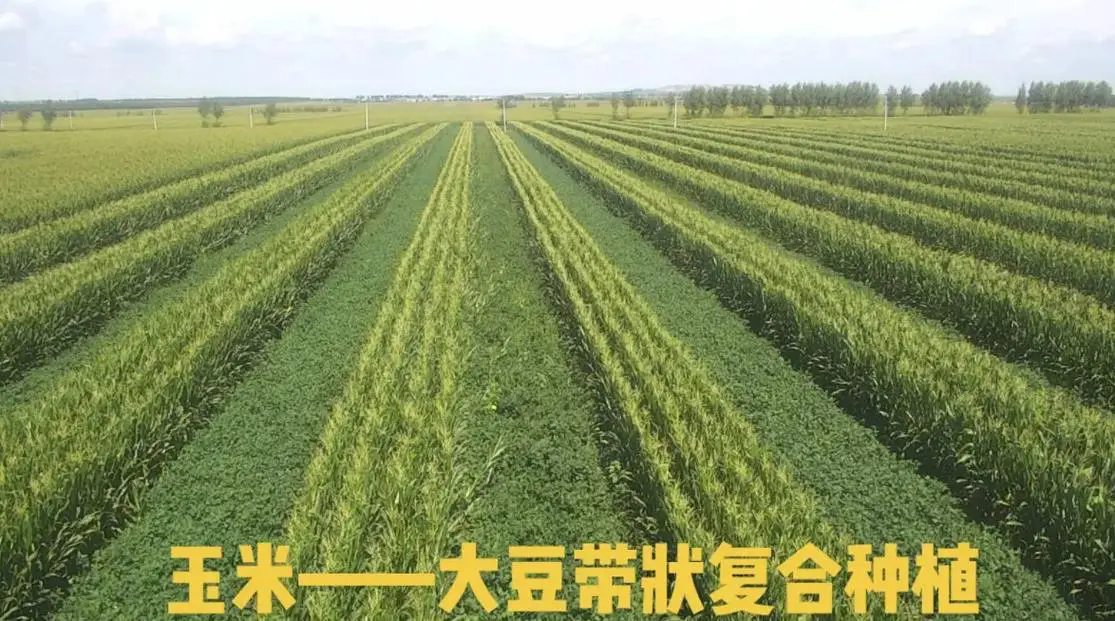 <strong>2024年大豆玉米帶狀復(fù)合種植病蟲害防控技術(shù)最新方案</strong>