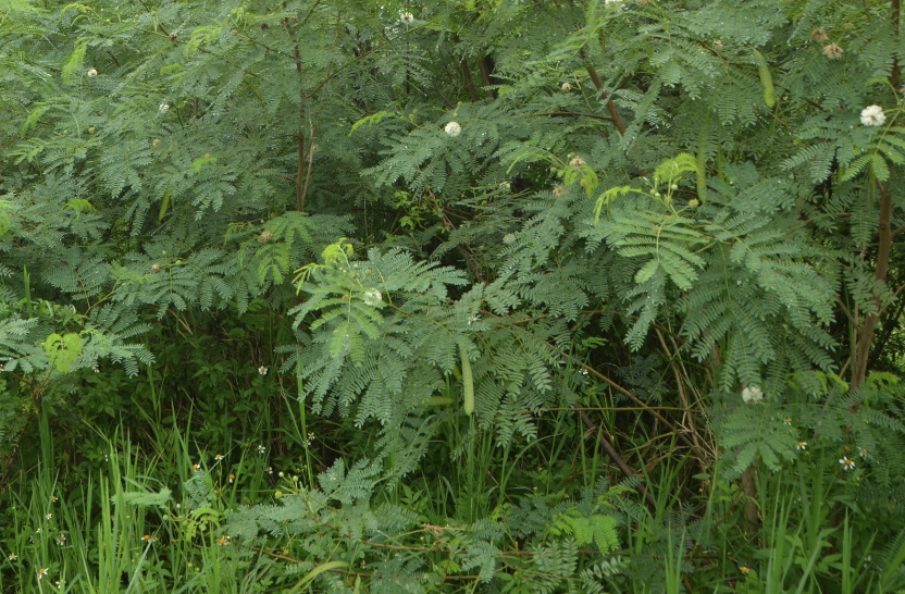 銀合歡草料需要怎么處理可以飼喂牛羊?