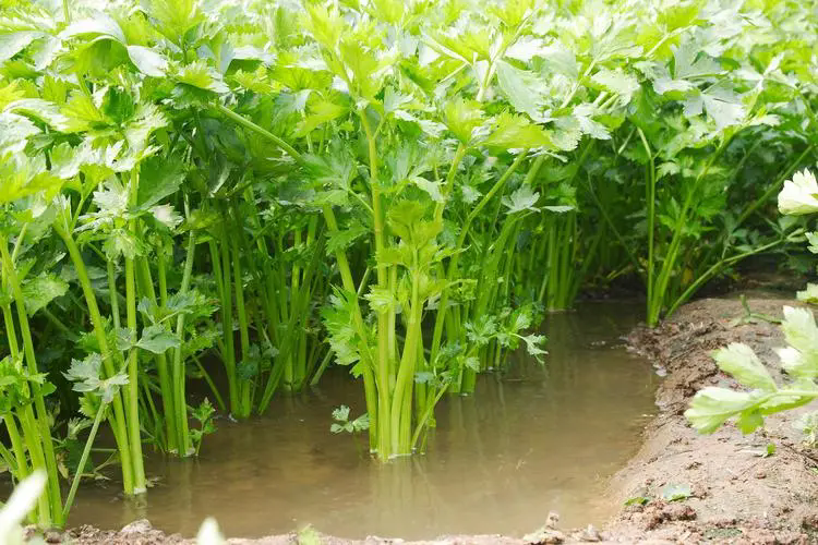 芹菜可以用尿素嗎？芹菜施用什么肥料好。