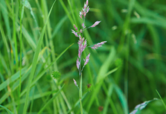 <strong>飼草中霉菌繁殖的條件？</strong>