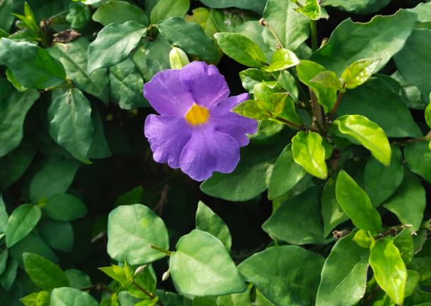 立鶴花的花朵形態和美感？