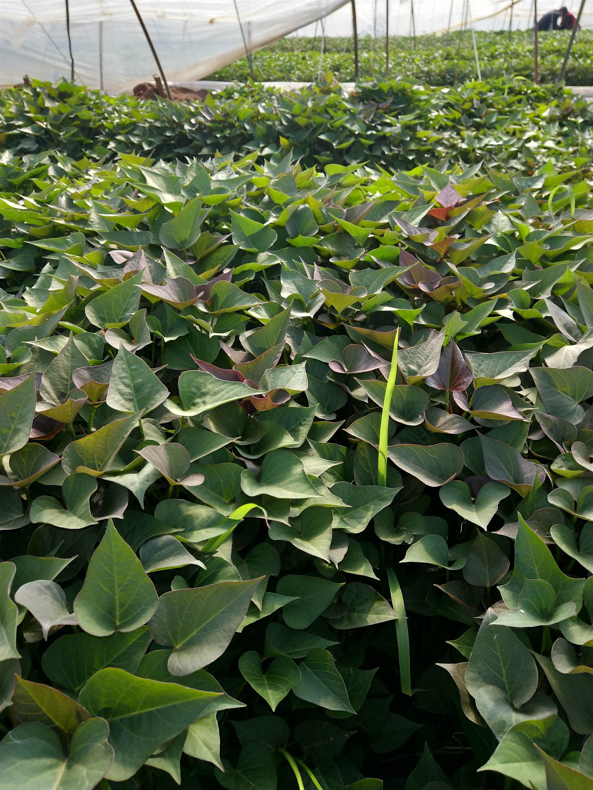 紅薯種植技巧之紅薯育苗多少天可以栽種？